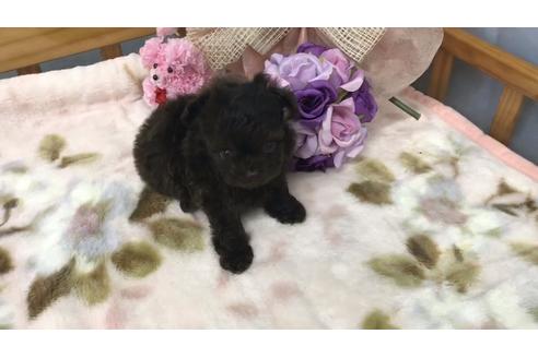 成約済の千葉県のチワプー:チワワ×トイプードル-104920の5枚目